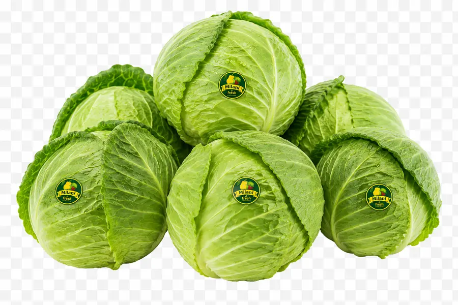 Fresh Milani Fresh branded cabbages